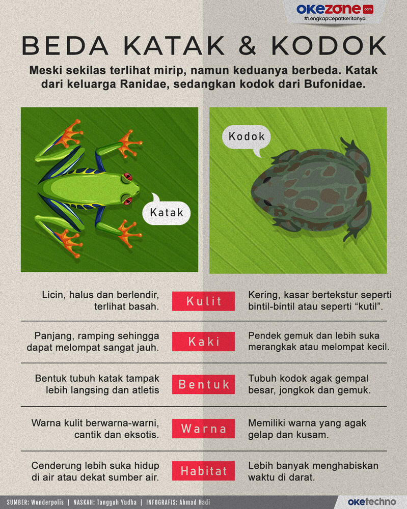  Katak & Kodok, Terlihat Serupa Tapi Berbeda
