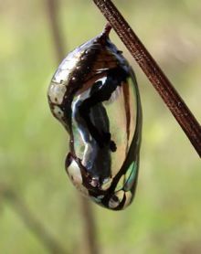 pupae.jpg