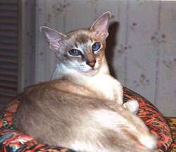 javanese.jpg
