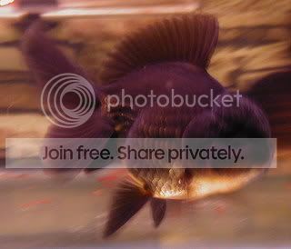 Oranda2.jpg