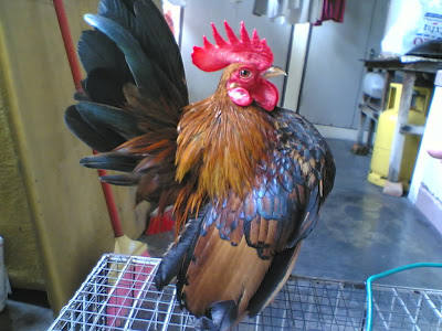 AyamSerama3.jpg