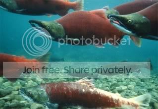 sockeye-salmon.jpg