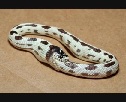 snake-fail.jpg