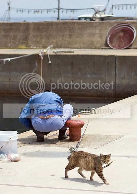 cat_stealing_fish3.jpg