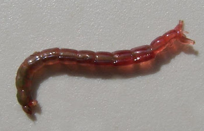 Bloodworm.jpg