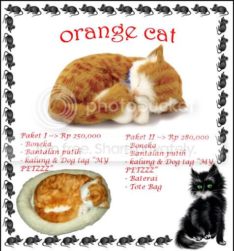 orangecatcopy.jpg