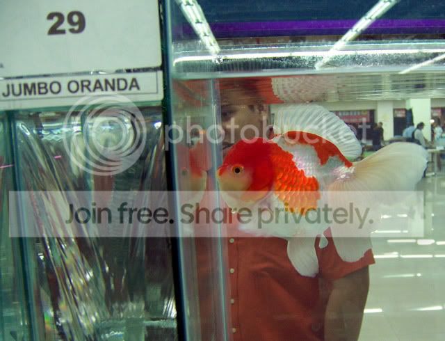 RedWhiteOranda01.jpg