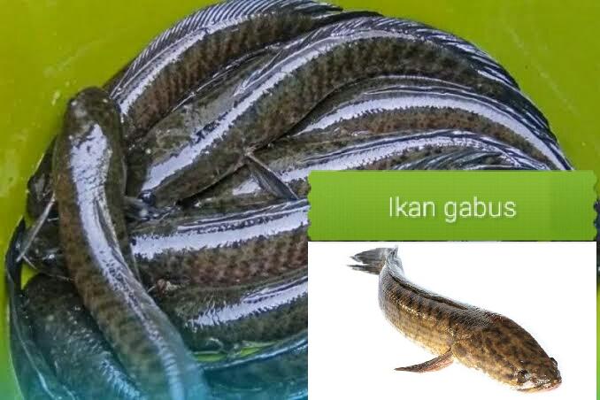 Manfaat ikan gabus