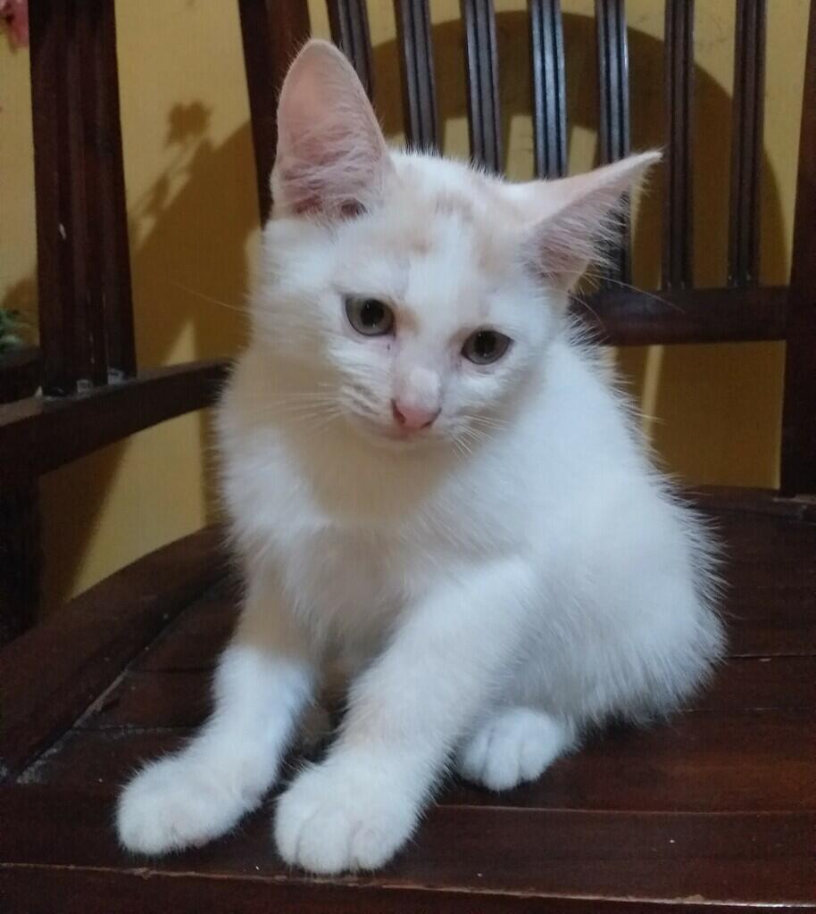 [Pengalaman Pribadi] Sterilisasi Kucing, Menurut Agan Perlu Nggak Sih ?