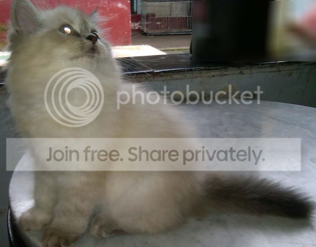 AnakMesyPutih1.jpg