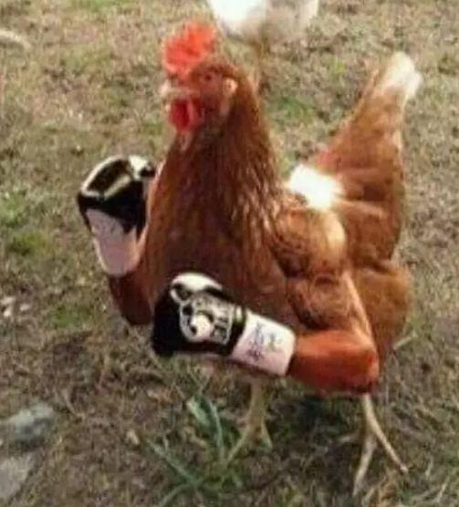 INI alasan ngadu ayam ga boleh tetapi ngadu orang boleh,