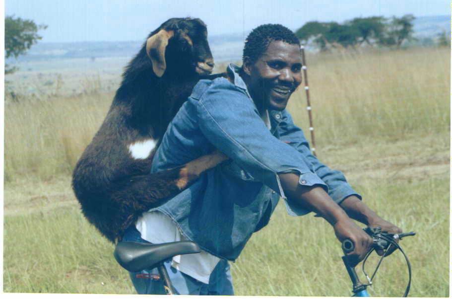 kambing.jpg