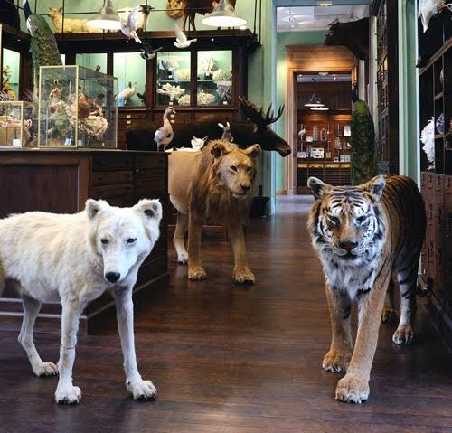 Mengenal Apa Itu Taxidermy