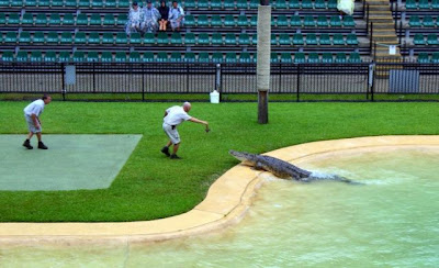 crocodiles_07.jpg
