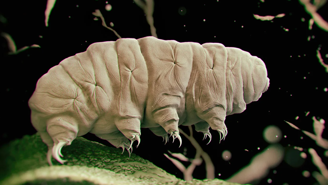 Tardigrade, Makhluk Mikro yg Immortal?!