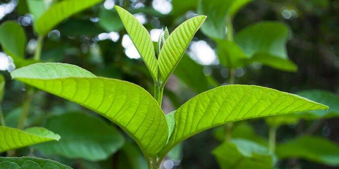 Manfaat penting dari Daun Jambu Biji 
