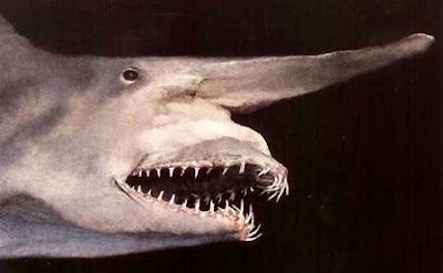goblin+shark2.jpg