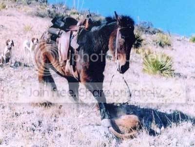 Mule1.jpg