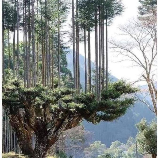 Daisugi, Teknik Menanam Pohon Diatas Pohon