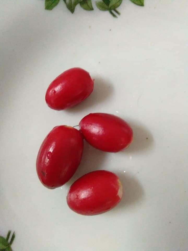 Miracle Fruit si Buah Ajaib yg Mampu Mengubah Rasa