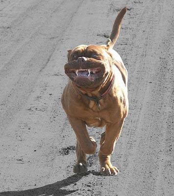 16.bodyguard.jpg