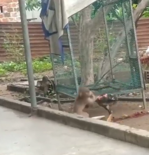 Temennya berantem, dia malah cuma menonton, ANJING memang