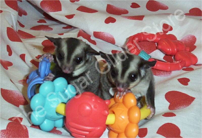 The_Sugar_Glider_Store_op_800x546.jpg