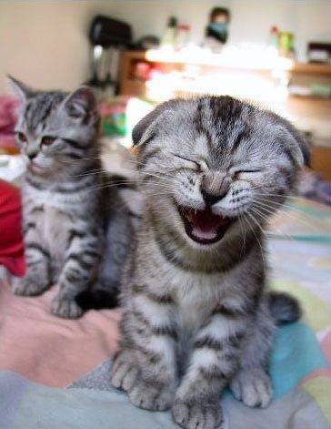 laugh.jpg