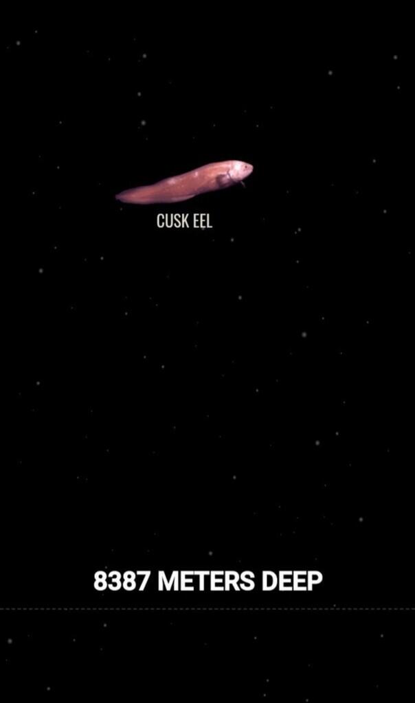 Ini Dia Ilustrasi Dalamnya Laut yg Begitu Menyeramkan [Warning : Sangat Dalam]