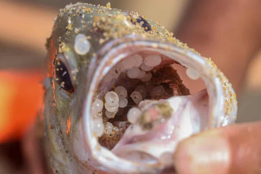 NURDLES, Limbah Beracun Paling Berbahaya Saat Ini
