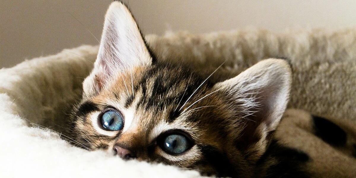 Seekor Kucing yg Memandang keluar Jendela