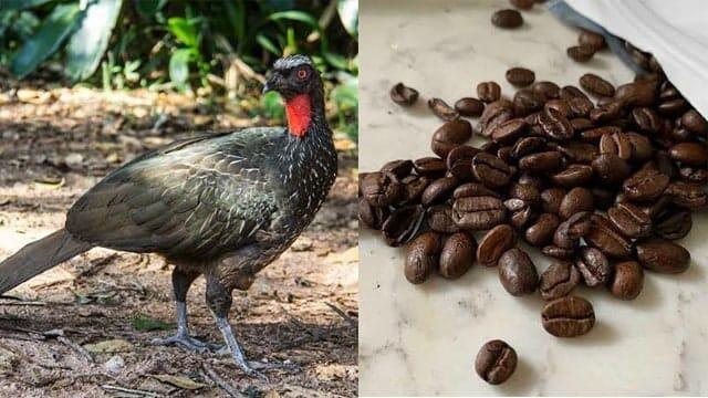 Hewan Ini Jago Bikin Kopimu Jadi Lebih Nikmat