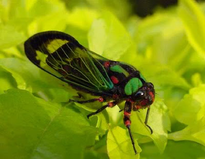 cicada.jpg
