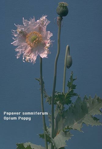 Papaver_somniferum.jpg