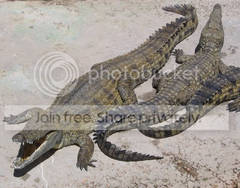 NileCrocodile.jpg