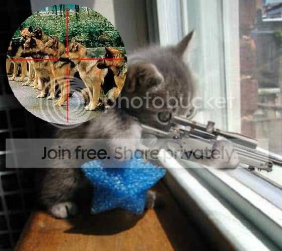 Sniperkitten.jpg
