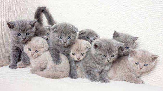 KUCING SULTAN YANG HARGANYA SETARA 1 ( SATU ) UNIT MOTOR