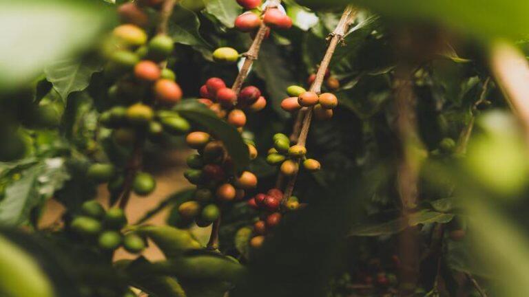 Asosiasi Eksportir & Industri Kopi Indonesia