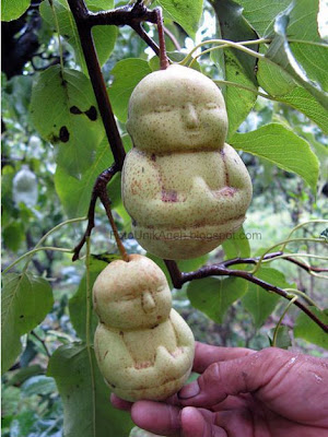 Buah+Unik.jpg