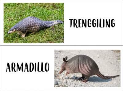 Armadillo hewan yg kebal peluru