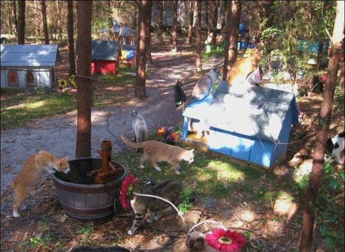 cat-city-15.jpg