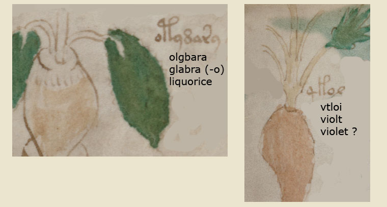 folio_88v_5.jpg