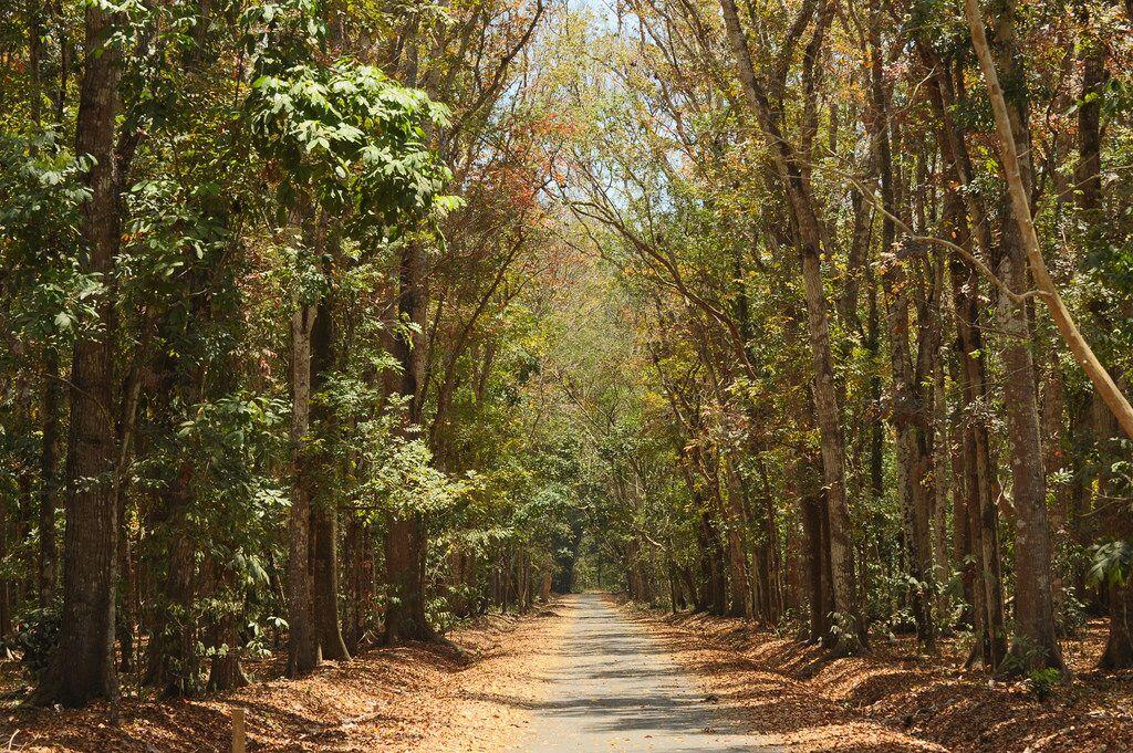 Berani Ke Hutan Ini?