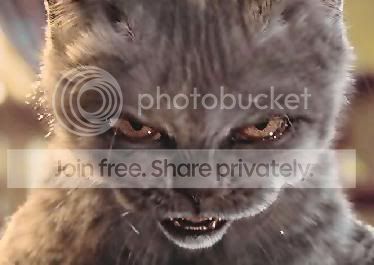 angry_cat.jpg