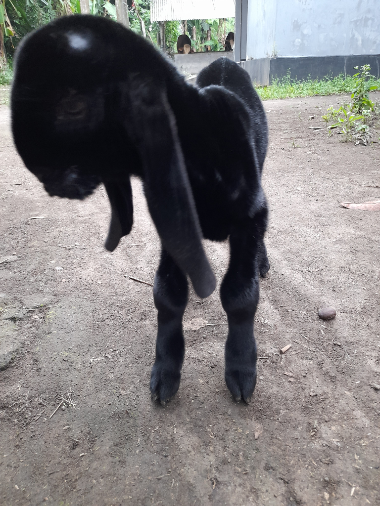 Ternak Kambing, Hobi Atau Bisnis?