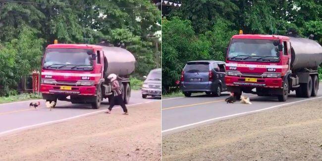 Aksi Seru!! Ayam Tarung Ditengah Jalan, Malah Bikin Macet