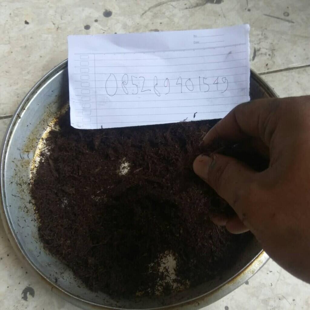 Yang suka tembakau super Atawa gorilla