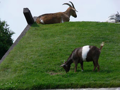 green_roofs_02.jpg