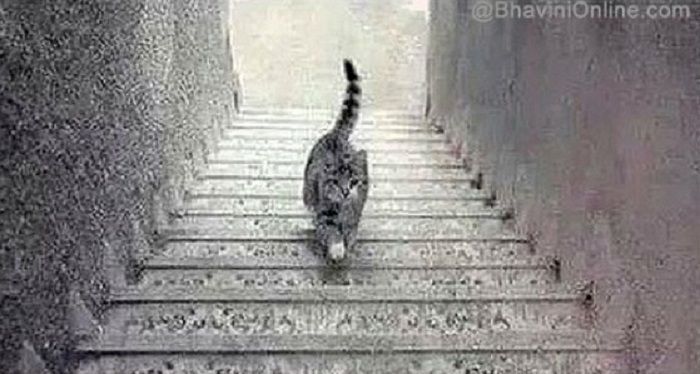 Tes IQ: Ilusi . .??? Is This Cat Going Up Or Down