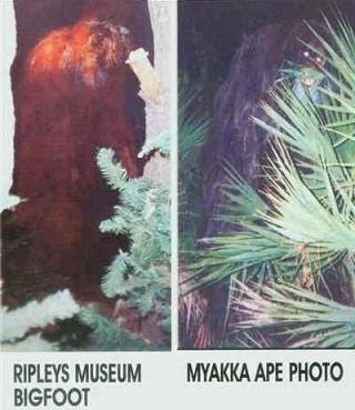 myakkaripleys1.jpg